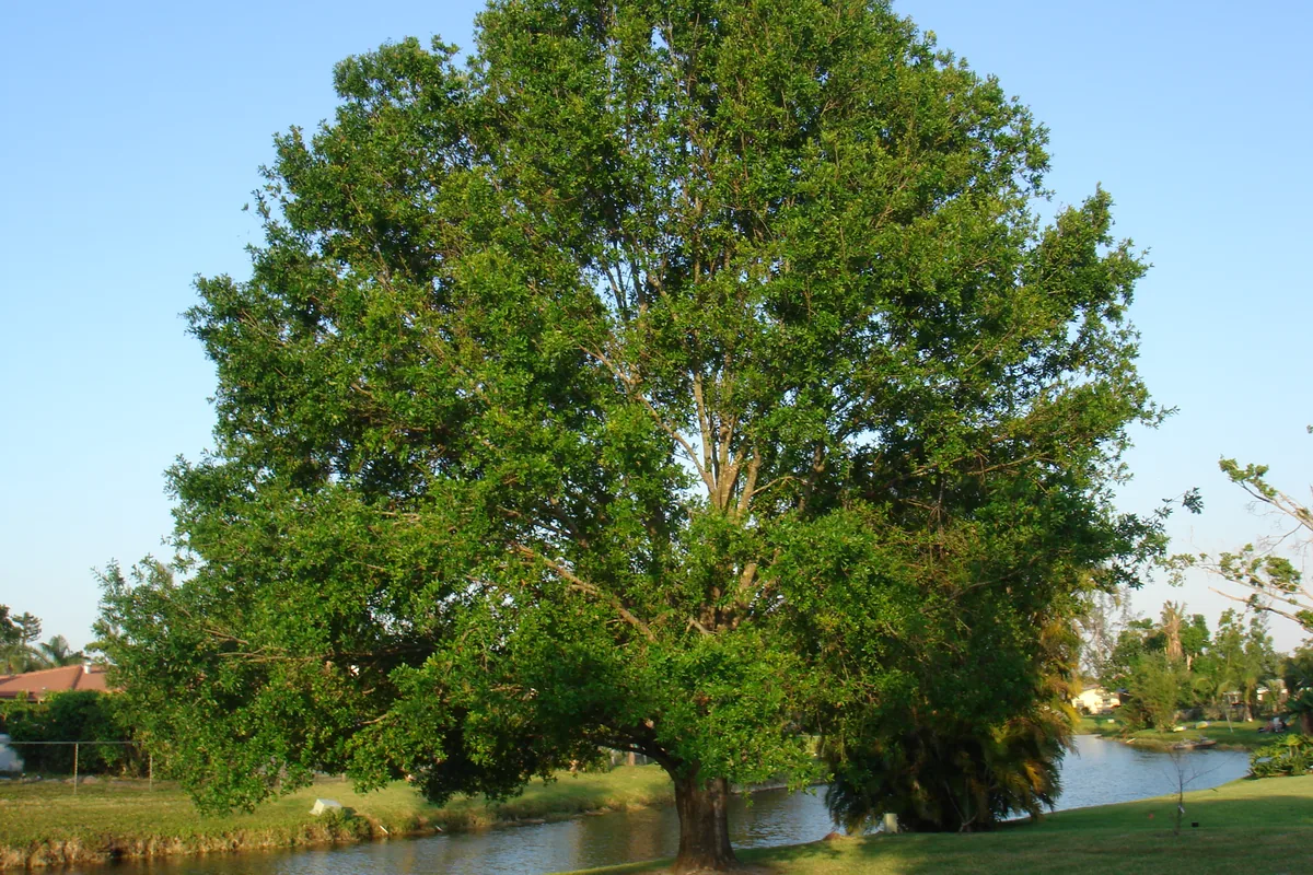 Waterway lined with trees in Coral Springs, Florida